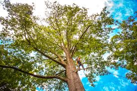 Best Weed Control  in Fort Worth, TX