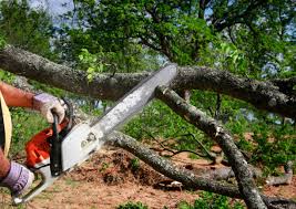 Best Grass Overseeding  in Fort Worth, TX