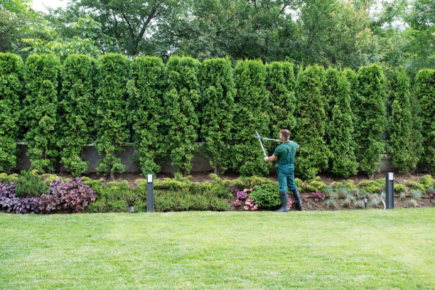 Best Lawn Disease Treatment  in Fort Worth, TX