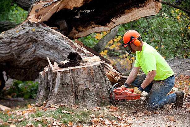 Best Root Management and Removal  in Fort Worth, TX