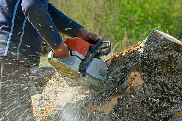 Best Tree Preservation Services  in Fort Worth, TX