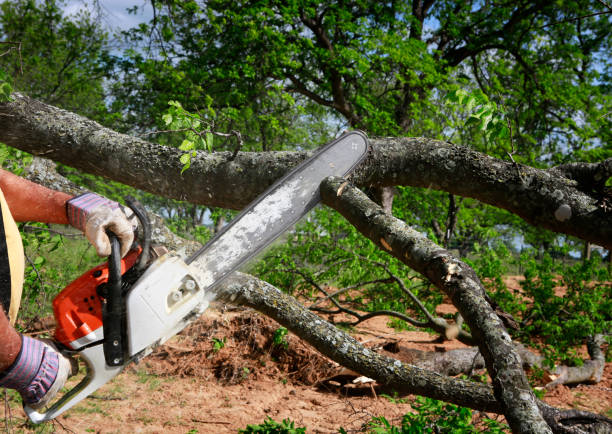 Best Hedge Trimming  in Fort Worth, TX